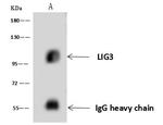 LIG3 Antibody in Immunoprecipitation (IP)
