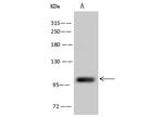 LIG3 Antibody in Western Blot (WB)