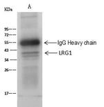 LRG1 Antibody in Immunoprecipitation (IP)