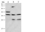 LRG1 Antibody in Western Blot (WB)