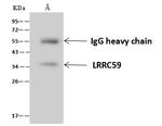 LRRC59 Antibody in Immunoprecipitation (IP)