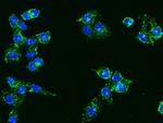 MAG Antibody in Immunocytochemistry (ICC/IF)