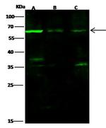 MAG Antibody in Western Blot (WB)
