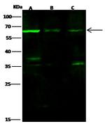 MAG Antibody in Western Blot (WB)