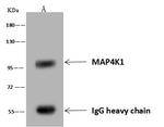 HPK1 Antibody in Immunoprecipitation (IP)