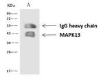 SAPK4 Antibody in Immunoprecipitation (IP)