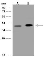 SAPK4 Antibody in Western Blot (WB)