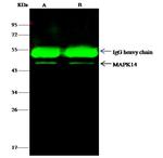 p38 MAPK Antibody in Immunoprecipitation (IP)