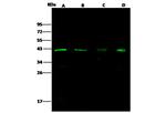 p38 MAPK Antibody in Western Blot (WB)
