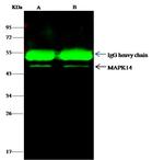 p38 MAPK Antibody in Immunoprecipitation (IP)
