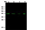 p38 MAPK Antibody in Western Blot (WB)