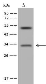MBLAC2 Polyclonal Antibody