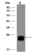 MCEMP1 Antibody in Western Blot (WB)