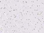 MEF2D Antibody in Immunohistochemistry (Paraffin) (IHC (P))