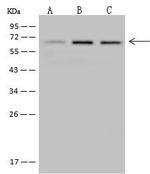 MEF2D Antibody in Western Blot (WB)
