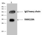 FAM119A Antibody in Immunoprecipitation (IP)