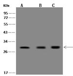 FAM119A Antibody in Western Blot (WB)