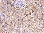 GBL Antibody in Immunohistochemistry (Paraffin) (IHC (P))