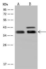 GBL Antibody in Western Blot (WB)