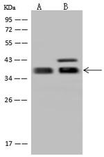 GBL Antibody in Western Blot (WB)