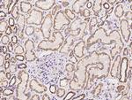 MRPL38 Antibody in Immunohistochemistry (Paraffin) (IHC (P))
