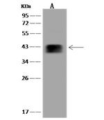 MRPL38 Antibody in Western Blot (WB)