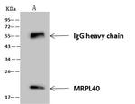 MRPL40 Antibody in Immunoprecipitation (IP)