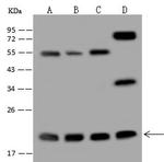 MRPL40 Antibody in Western Blot (WB)