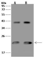 MRPL47 Antibody in Western Blot (WB)