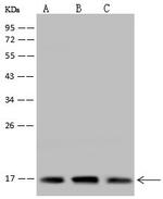 MRPL49 Antibody in Western Blot (WB)