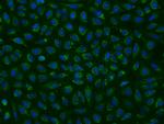 MRPL9 Polyclonal Antibody