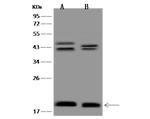 MRPS10 Antibody in Western Blot (WB)