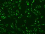 MRPS15 Polyclonal Antibody