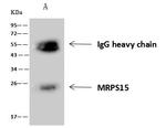 MRPS15 Antibody in Immunoprecipitation (IP)