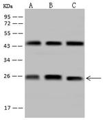 MRPS15 Antibody in Western Blot (WB)