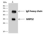MRPS2 Antibody in Immunoprecipitation (IP)