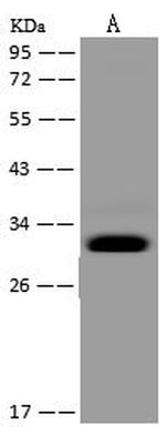 MRPS2 Antibody in Western Blot (WB)