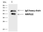 MRPS22 Antibody in Immunoprecipitation (IP)