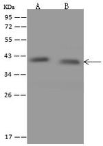 MRPS22 Antibody in Western Blot (WB)