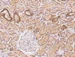 MRPS34 Polyclonal Antibody