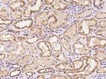 MRPS35 Antibody in Immunohistochemistry (Paraffin) (IHC (P))