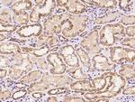 MRPS35 Polyclonal Antibody
