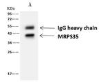 MRPS35 Antibody in Immunoprecipitation (IP)