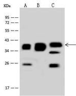 MRPS35 Antibody in Western Blot (WB)