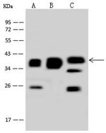 MRPS35 Antibody in Western Blot (WB)