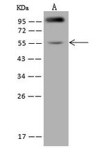 MSTO1 Polyclonal Antibody