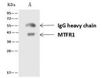 MTFR1 Antibody in Immunoprecipitation (IP)