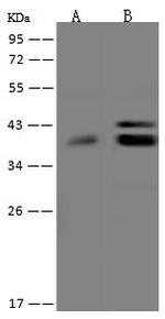 MTFR1 Polyclonal Antibody