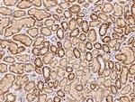 MyD88 Polyclonal Antibody