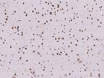 MYEF2 Antibody in Immunohistochemistry (Paraffin) (IHC (P))